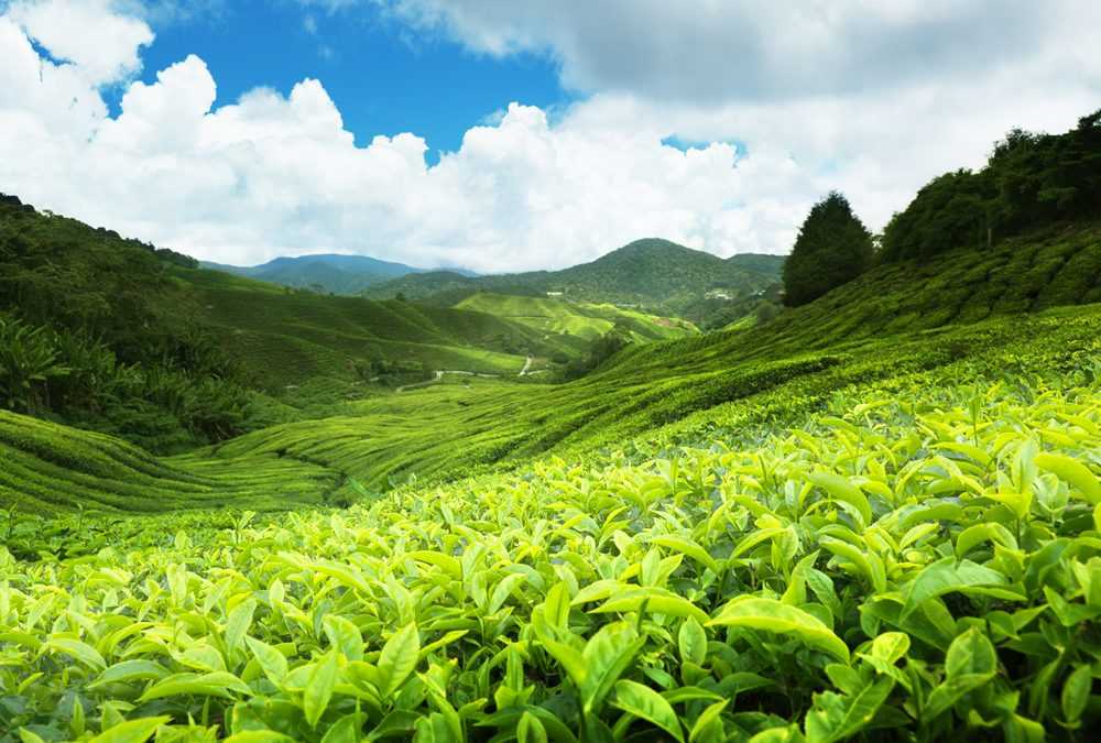 Чай из Шри-Ланки с доставкой в Россию